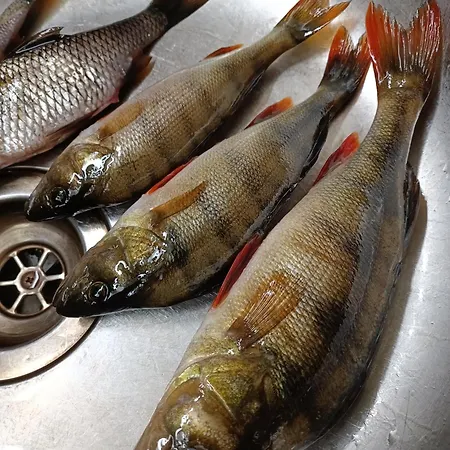 Kolilla Oy, Purnutar B Apartamento *